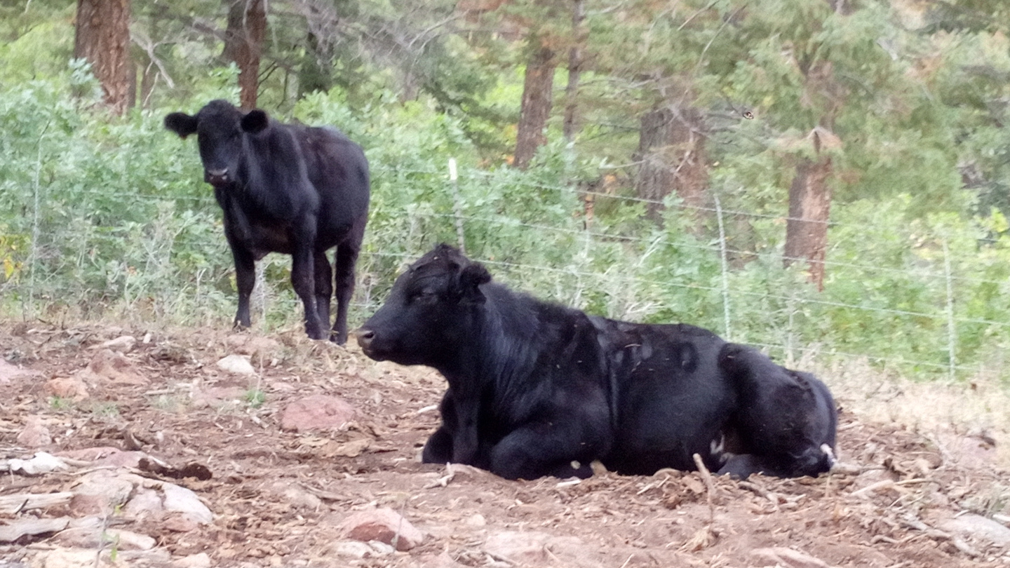 Fall Mountain Farm - Cows