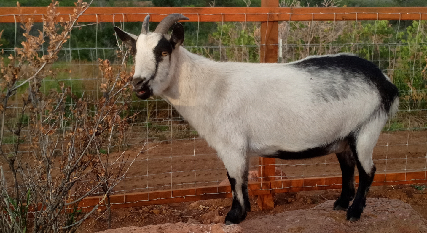 Fall Mountain Farm - Goats