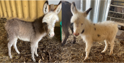 Fall Mountain Farm - Mini Donkeys