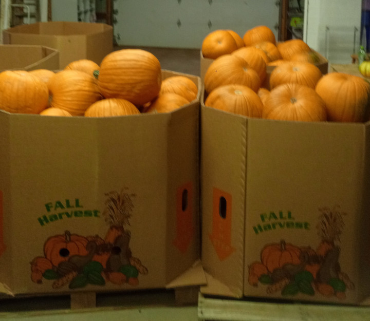 Fall Mountain Farm - Pumpkins In Bins 2