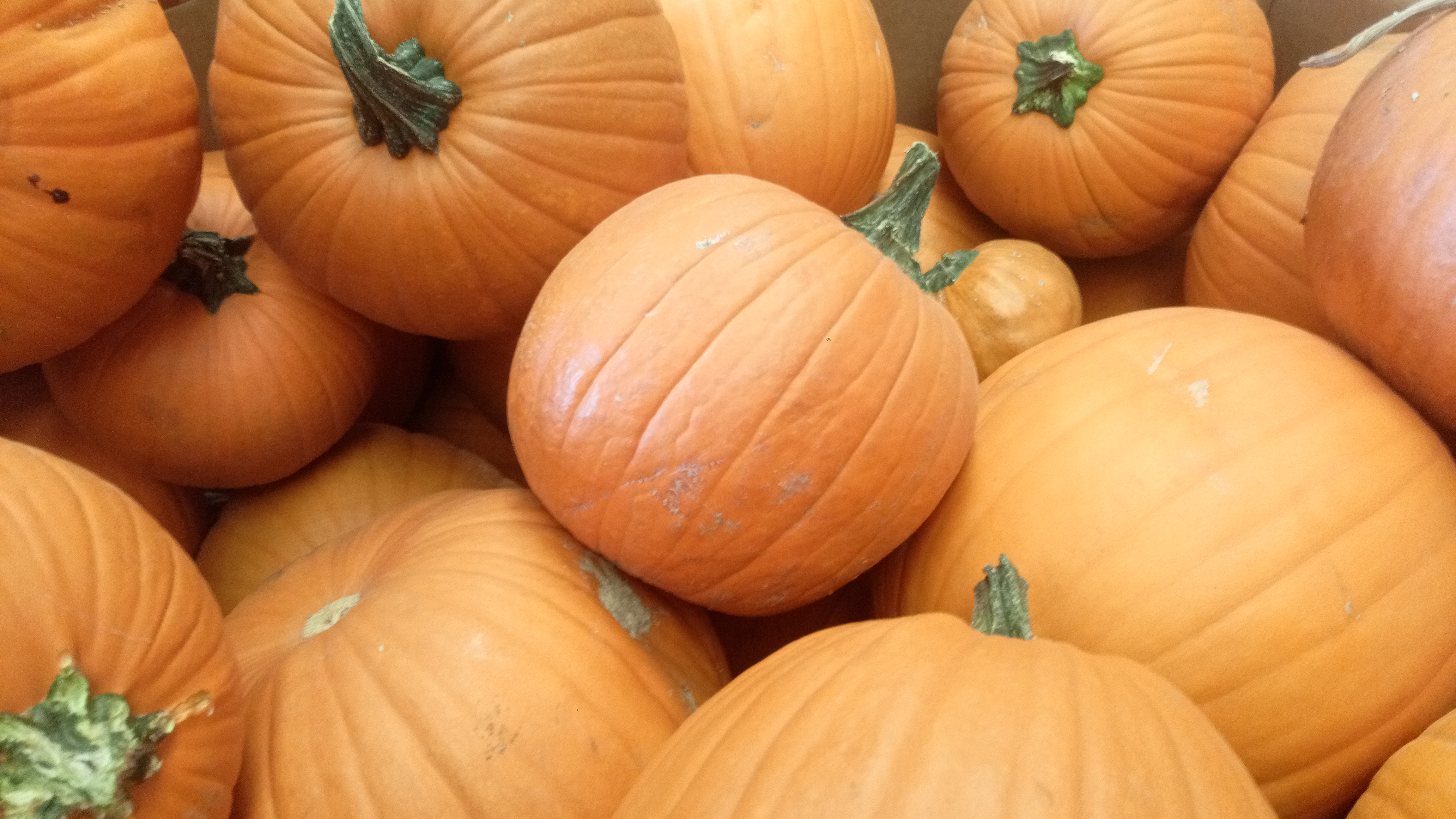 Fall Mountain Farm - Pumpkins In Bins