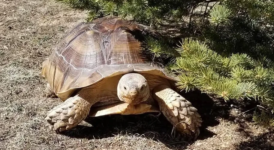 Fall Mountain Farm - Tortoise and Reptiles